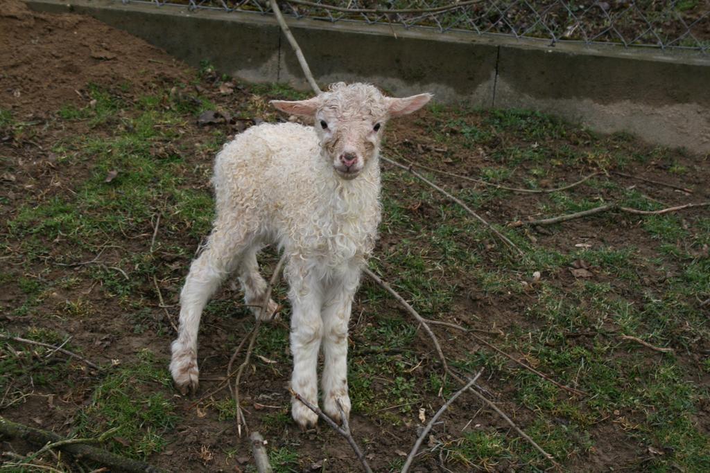 Pilisborosjenő Malomdulo Farmhaz 게스트하우스 외부 사진