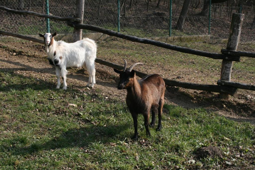Pilisborosjenő Malomdulo Farmhaz 게스트하우스 외부 사진