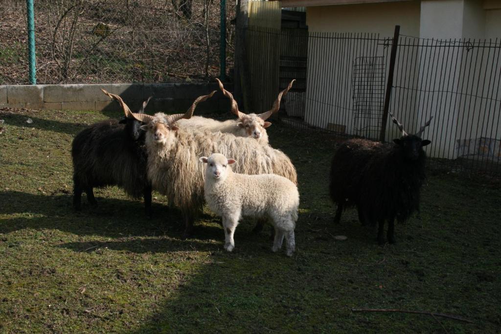Pilisborosjenő Malomdulo Farmhaz 게스트하우스 외부 사진